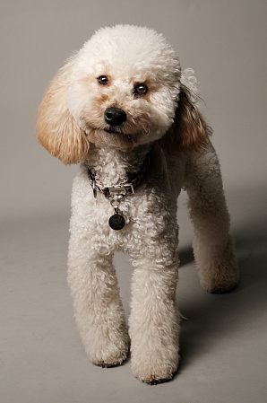 Фотосессия с питомцем